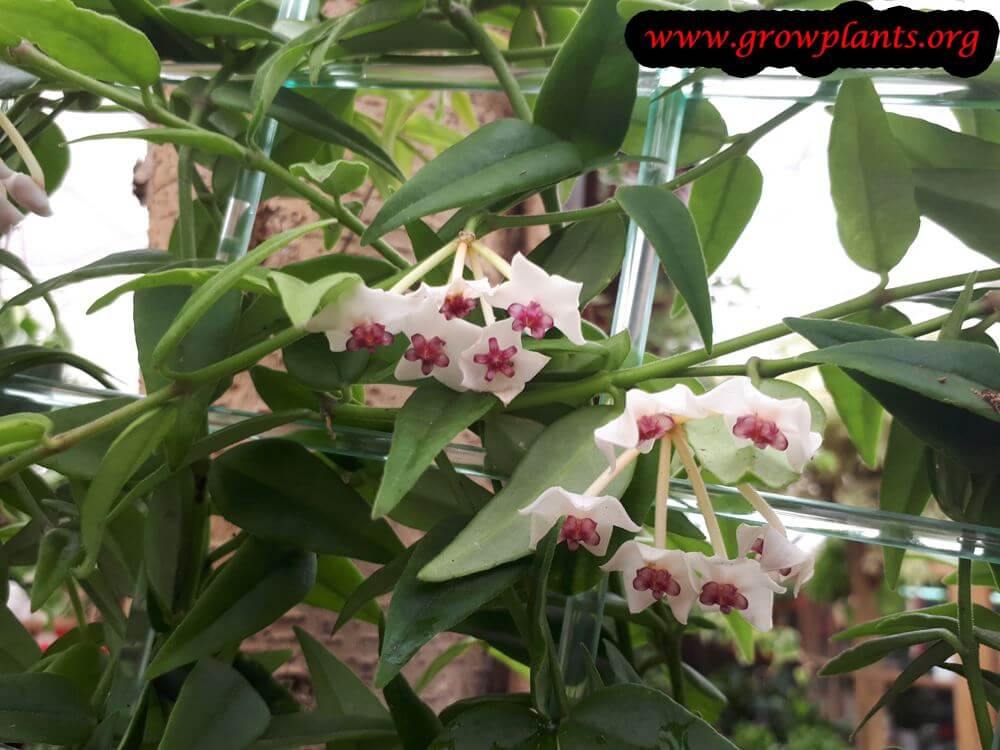 Hoya lanceolata flowers
