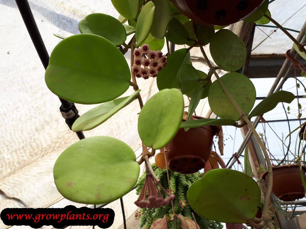 Hoya Obovata plant care