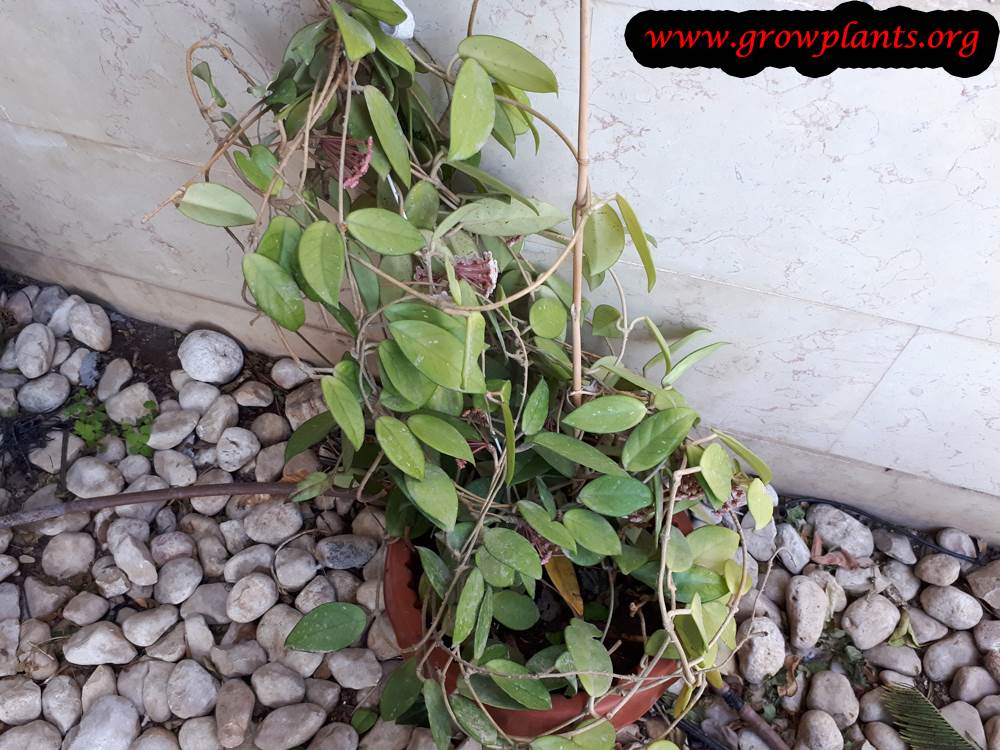 Growing Hoya plant