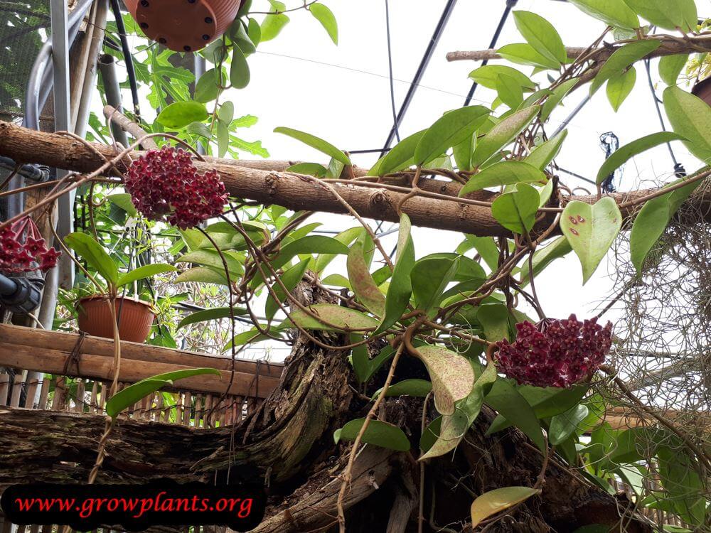 Hoya pubicalyx plant care