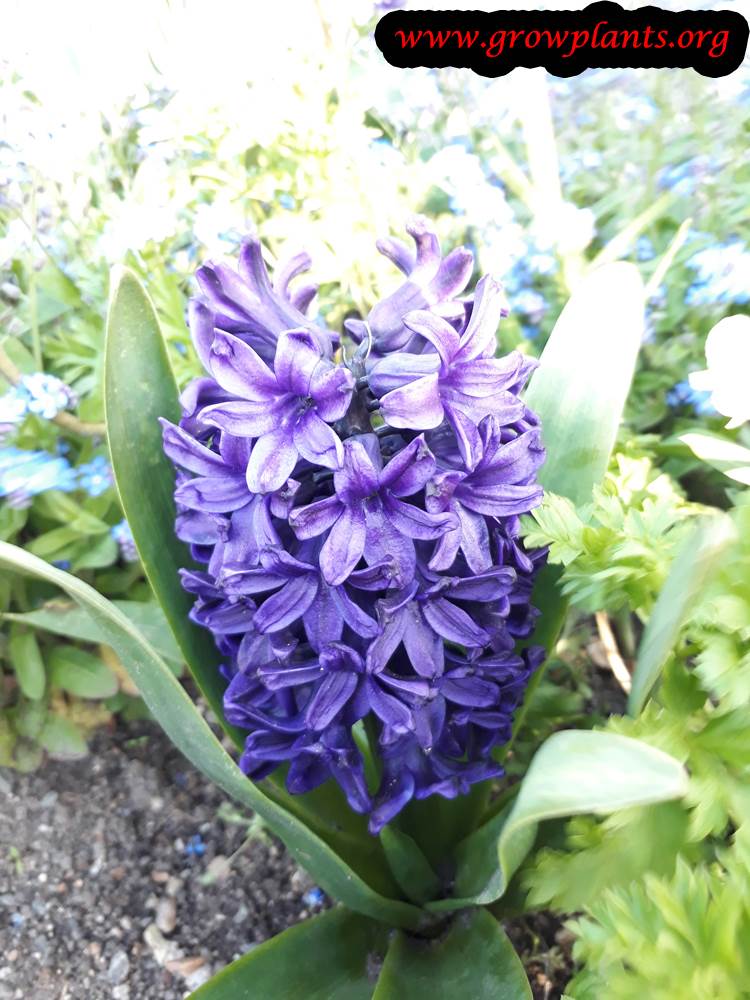 Hyacinth purple flowers