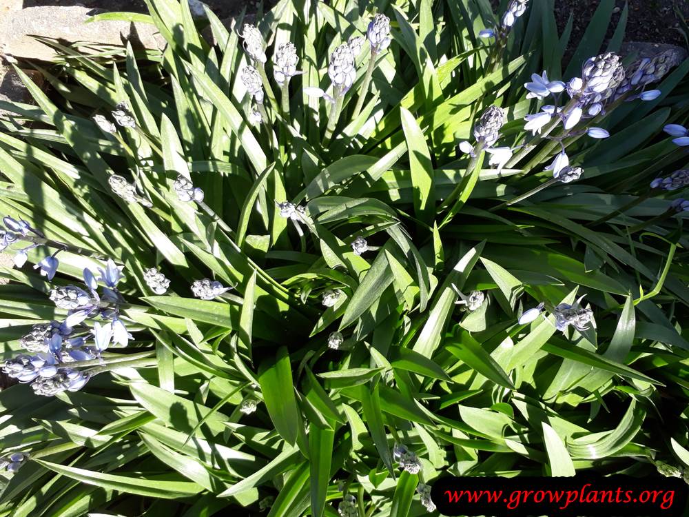 Hyacinthoides hispanica plant care