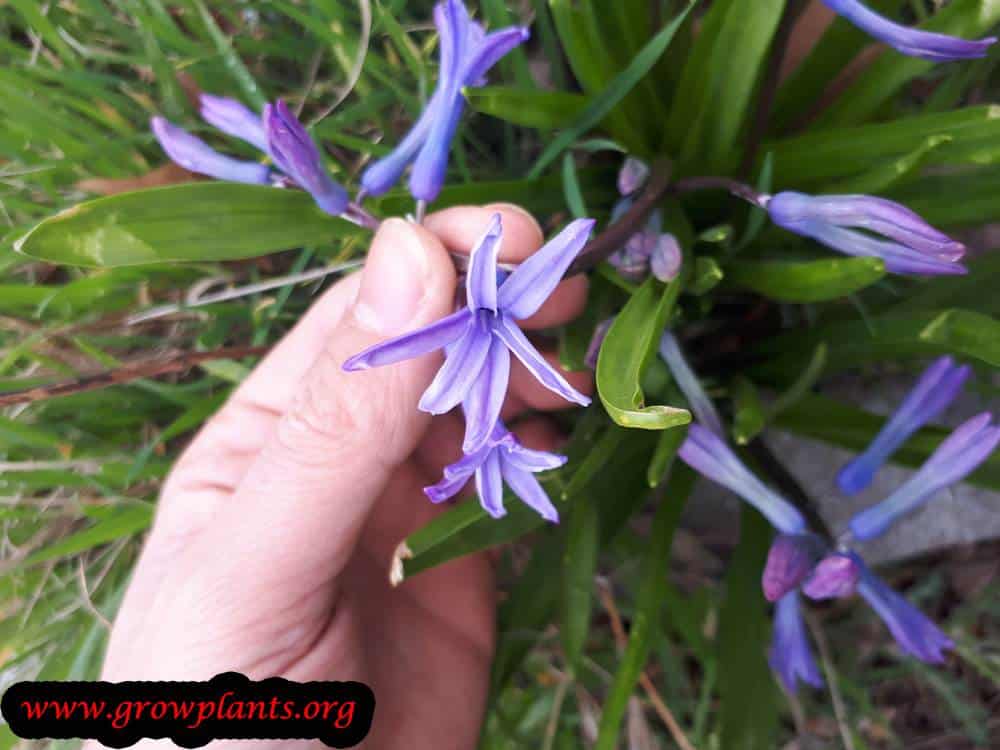 Hyacinthus orientalis flowers