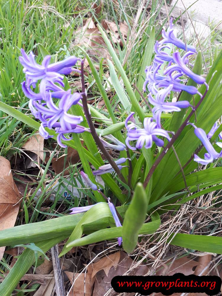 Hyacinthus orientalis plant care