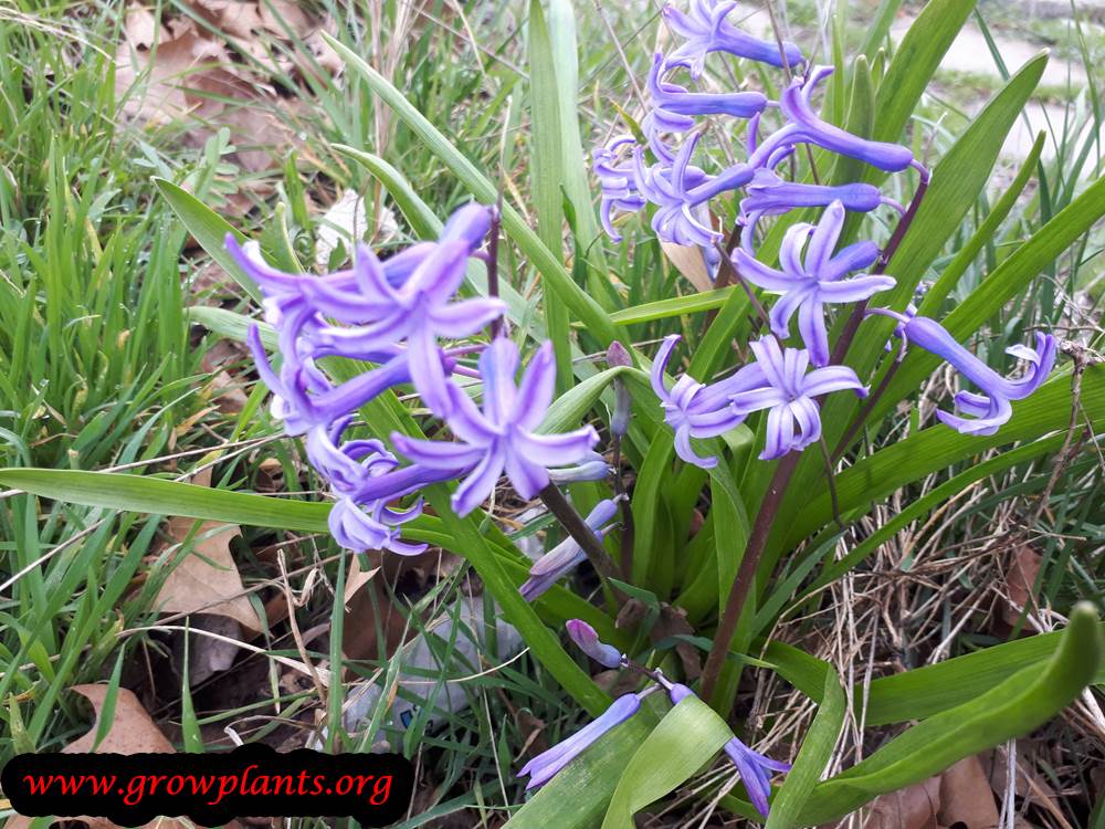Growing Hyacinthus orientalis