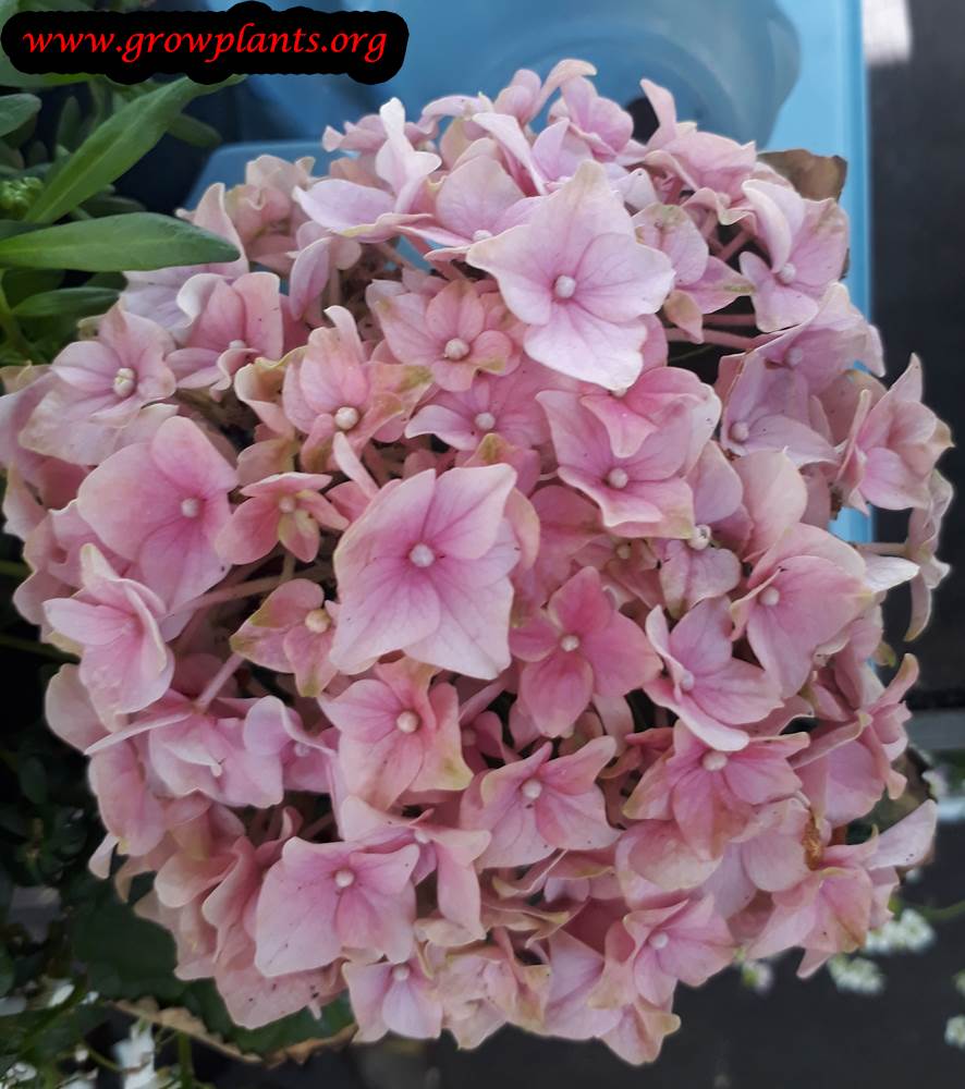 Hydrangea beautiful flowers