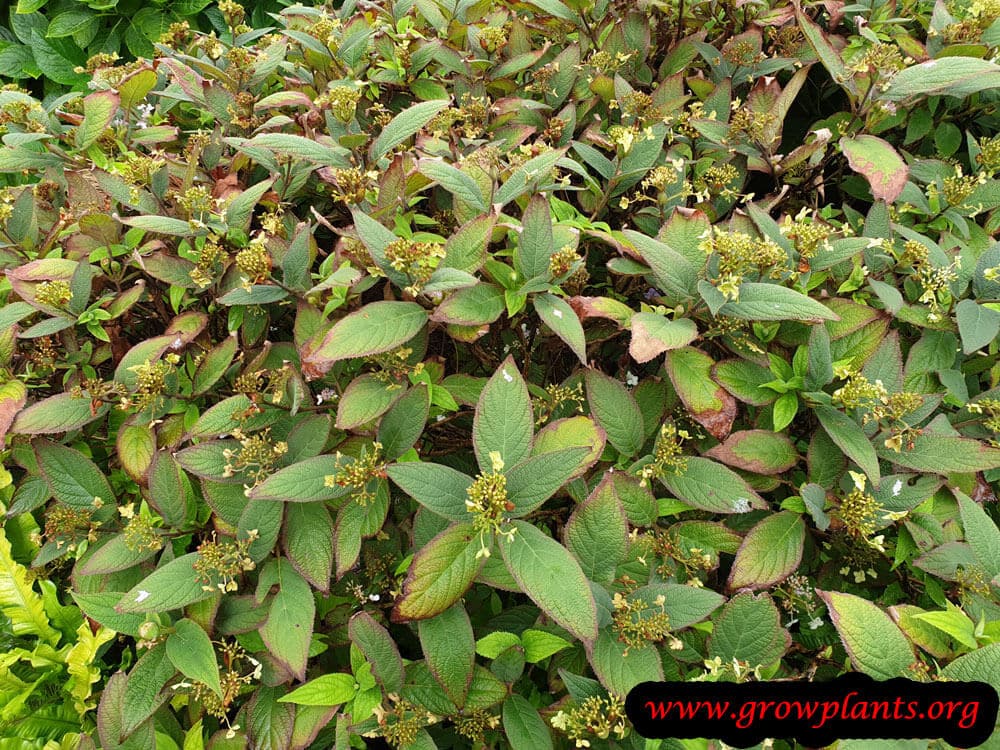 Hydrangea involucrata plant care