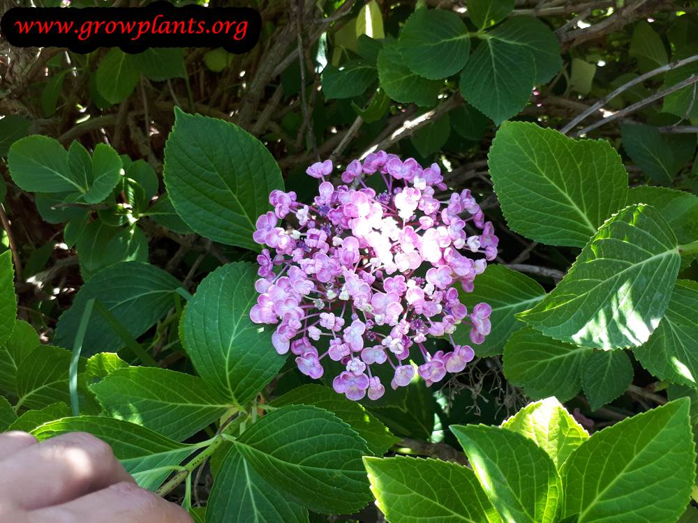 Blooming season Hydrangea macrophylla