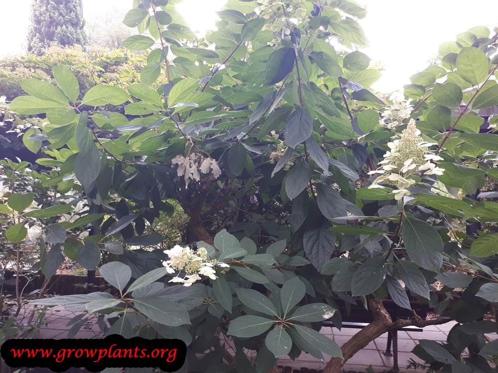 Hydrangea paniculata plant care