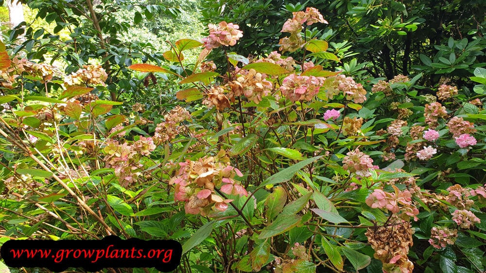Hydrangea serrata plant information