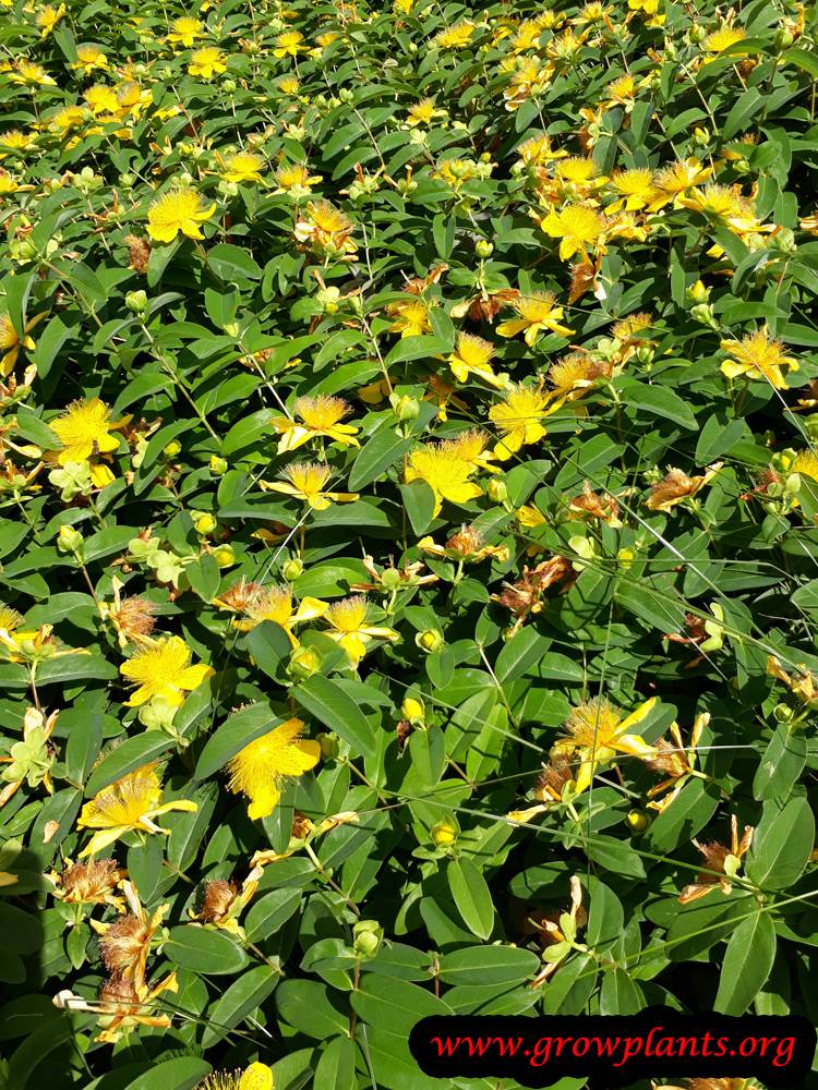 Hypericum plant ground cover