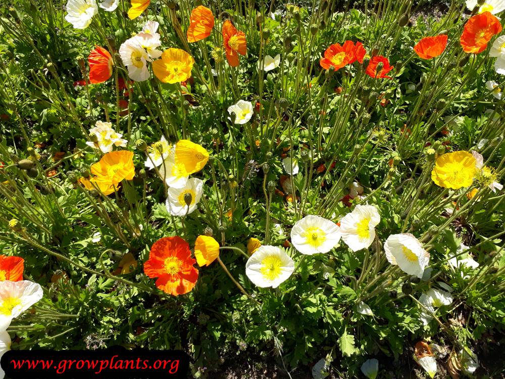 Iceland poppies