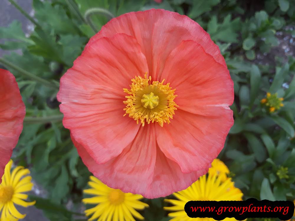 Pink Iceland poppies