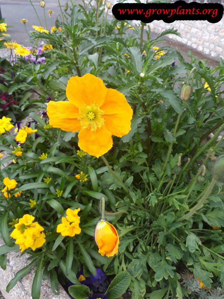 Iceland poppies plant care