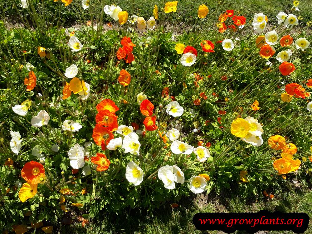 Iceland poppies flowers