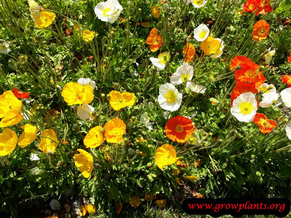 Iceland poppies blooming