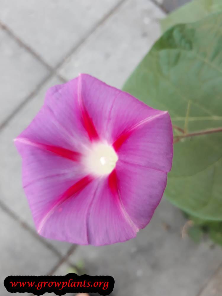 Ipomoea purpurea pink flower