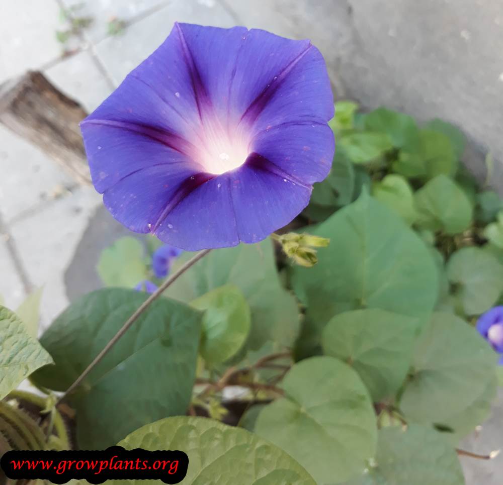 Ipomoea purpurea purple flower
