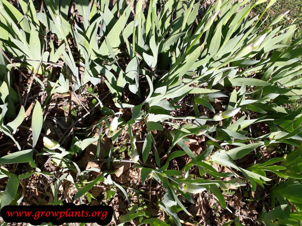 Iris albicans plant care