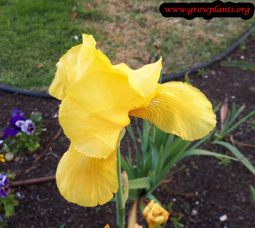 Iris germanica Yellow