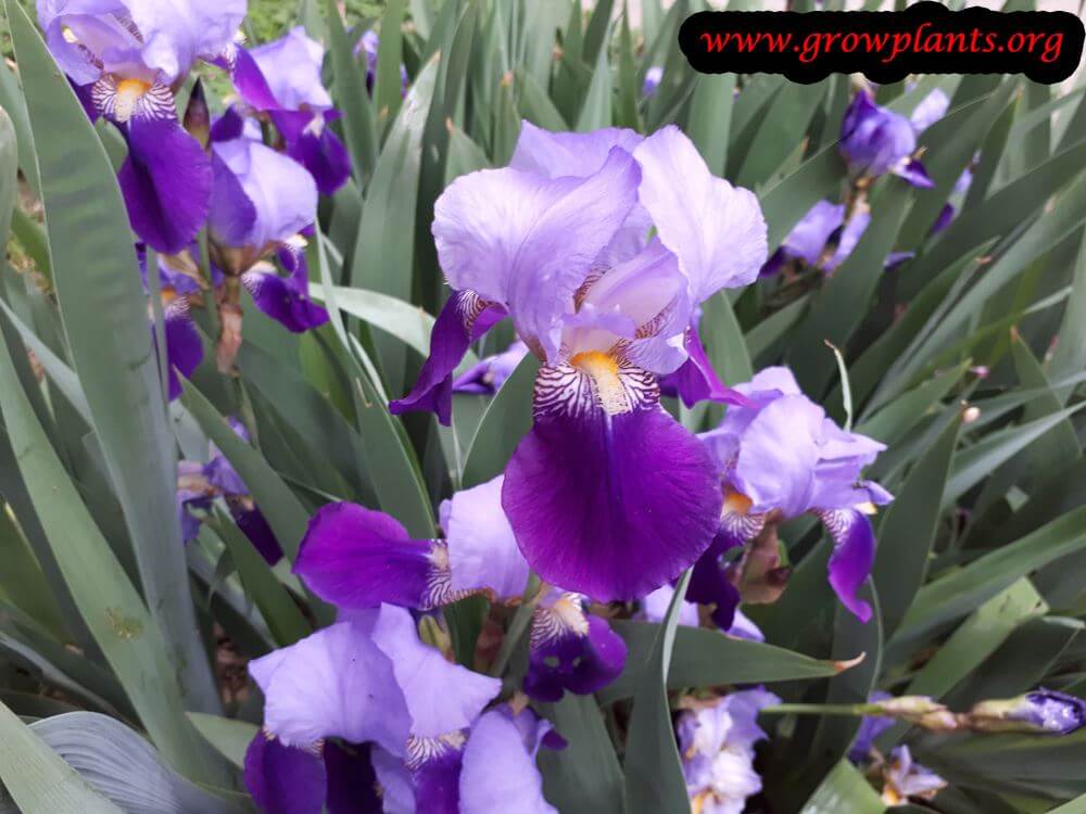 Iris germanica purple bicolor