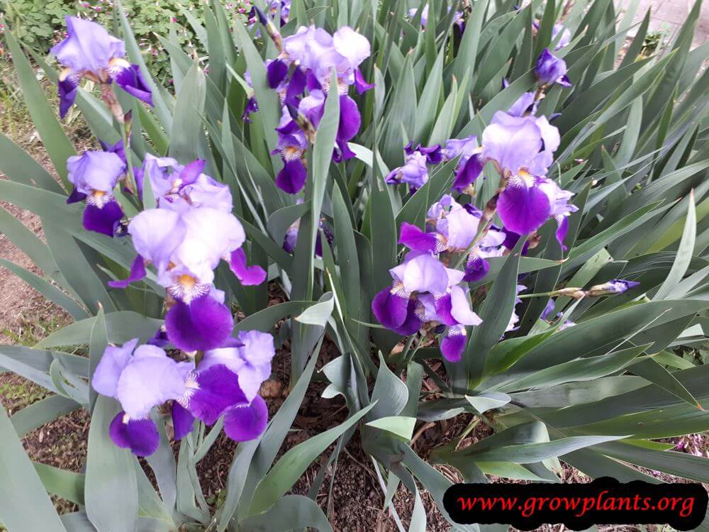 Iris germanica purple flowers