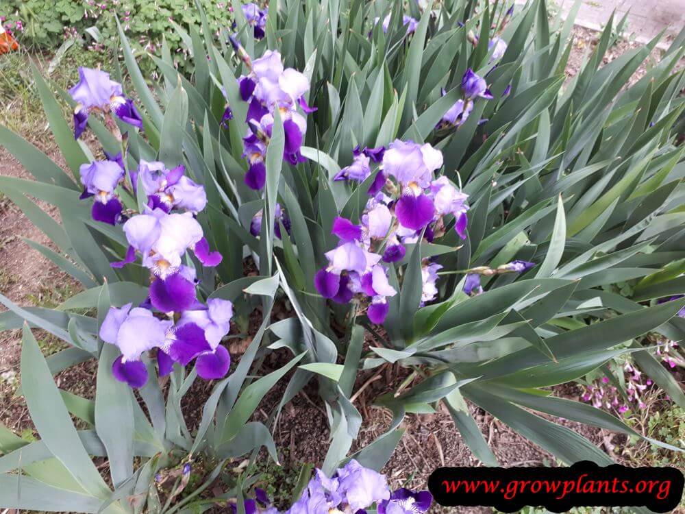 Iris germanica purple cutflowers