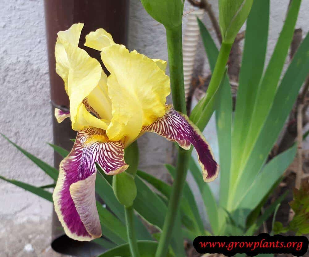 Iris germanica purple yellow