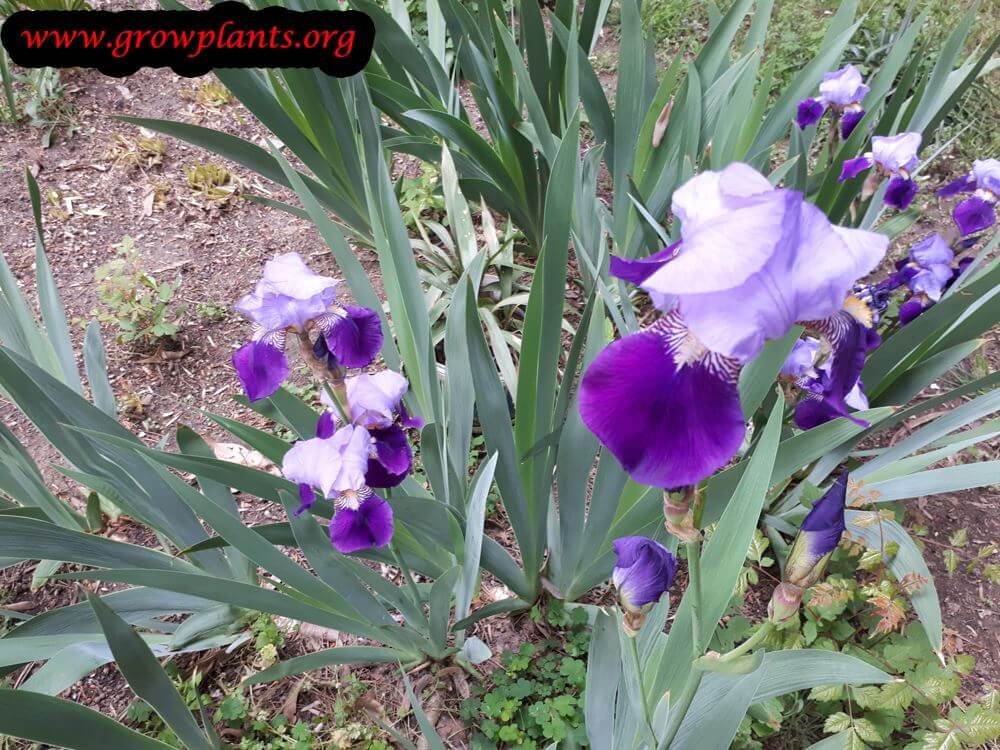 Iris germanica blooming season