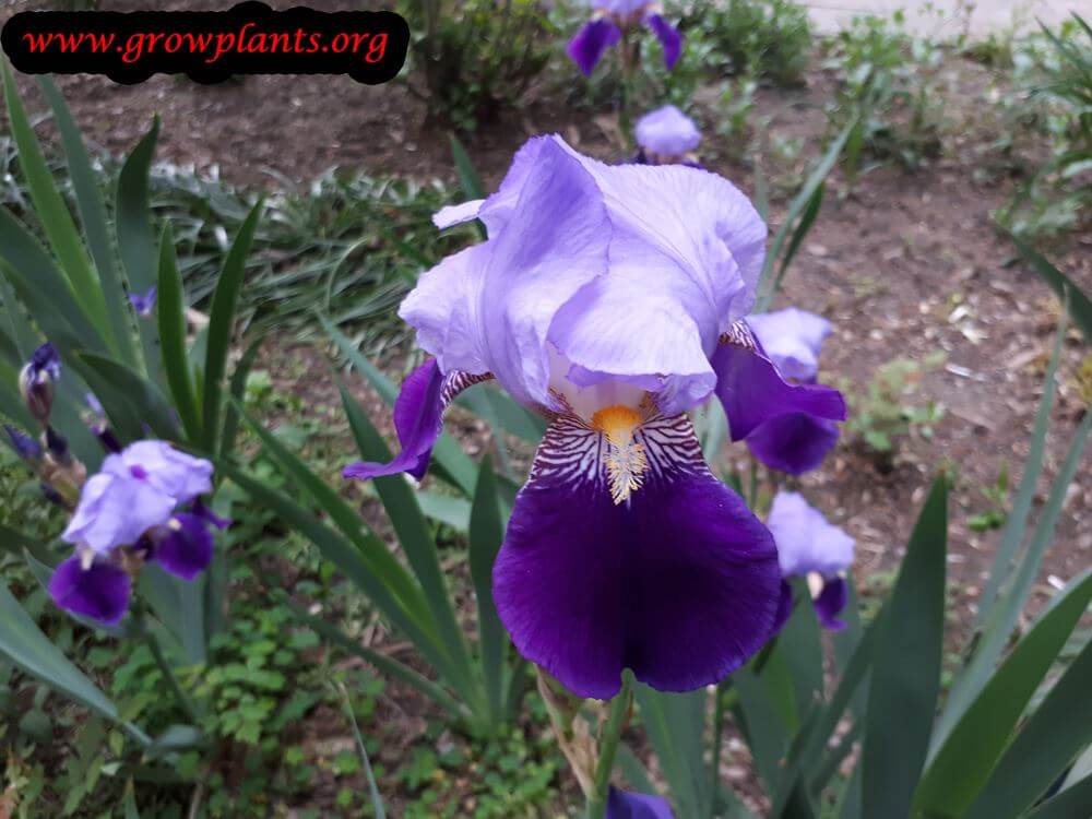 Iris germanica blooming