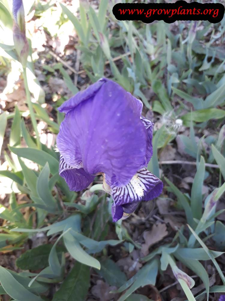 Iris lutescens flower