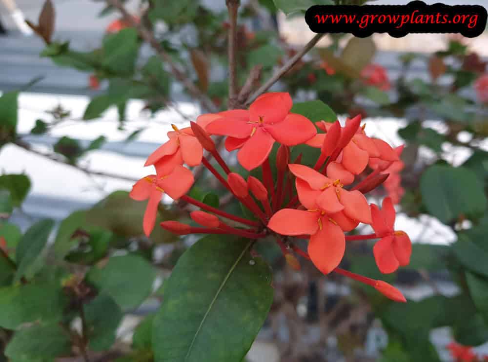 Ixora javanica plant flower