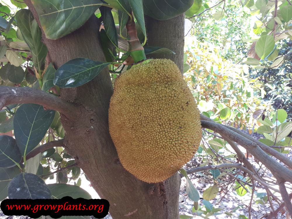 Jackfruit tree fruits season