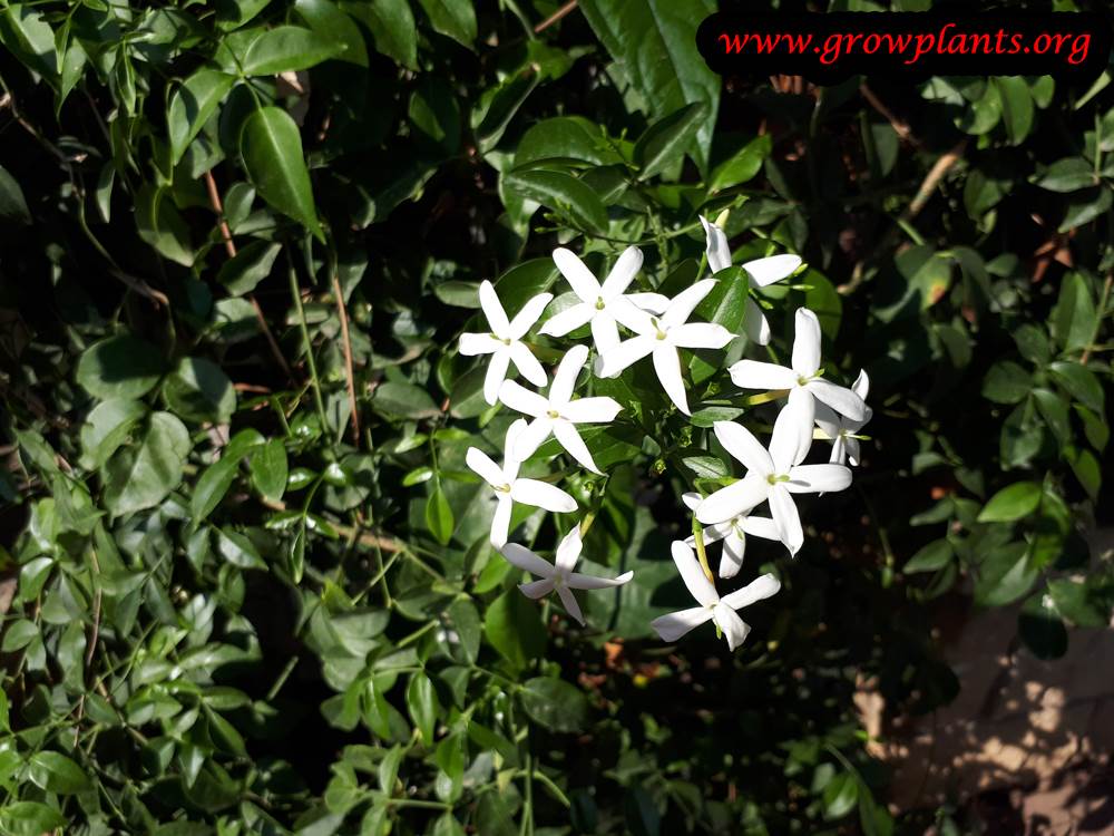 Jasminum officinale flowers