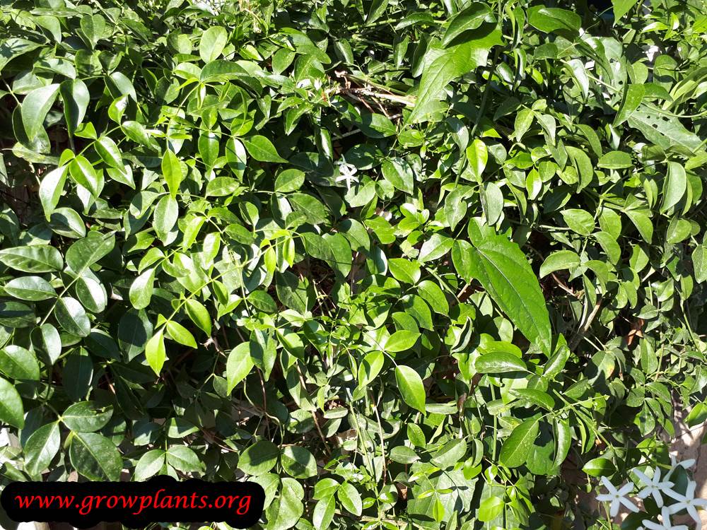 Jasminum officinale plant care