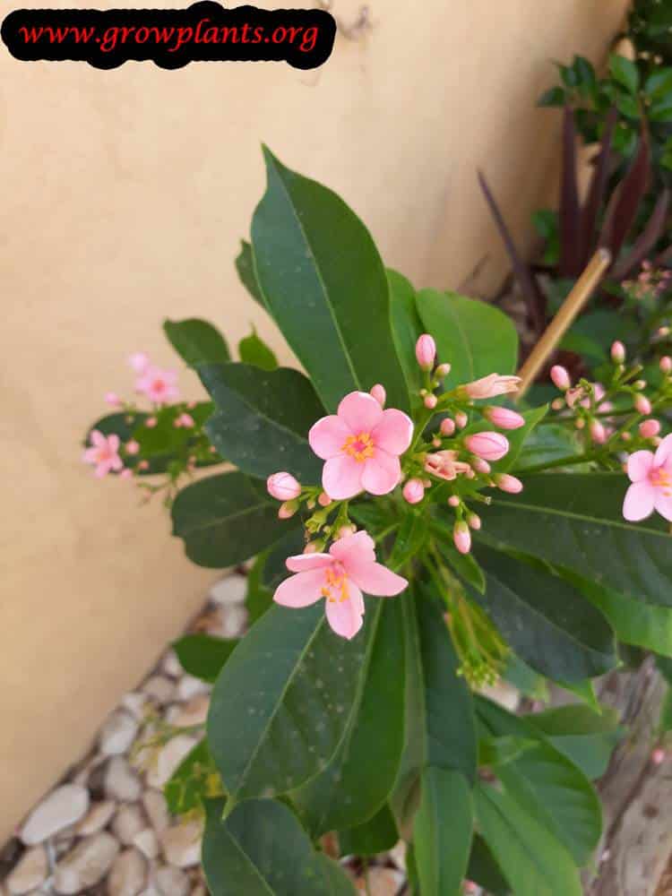 Jatropha integerrima pink flower