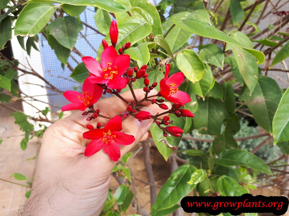 Jatropha integerrima red flower