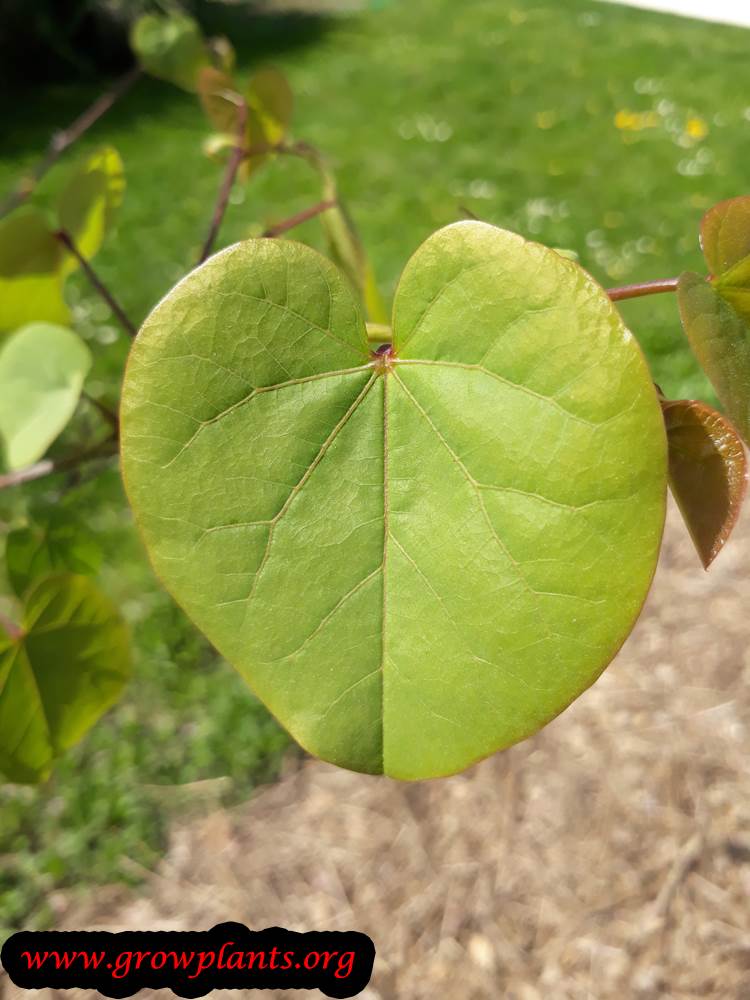 Judas tree heart leaf
