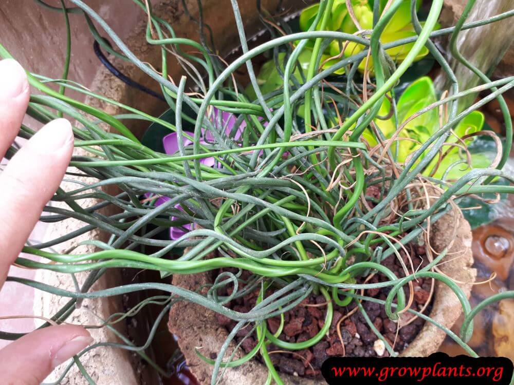 Juncus Spiralis plant