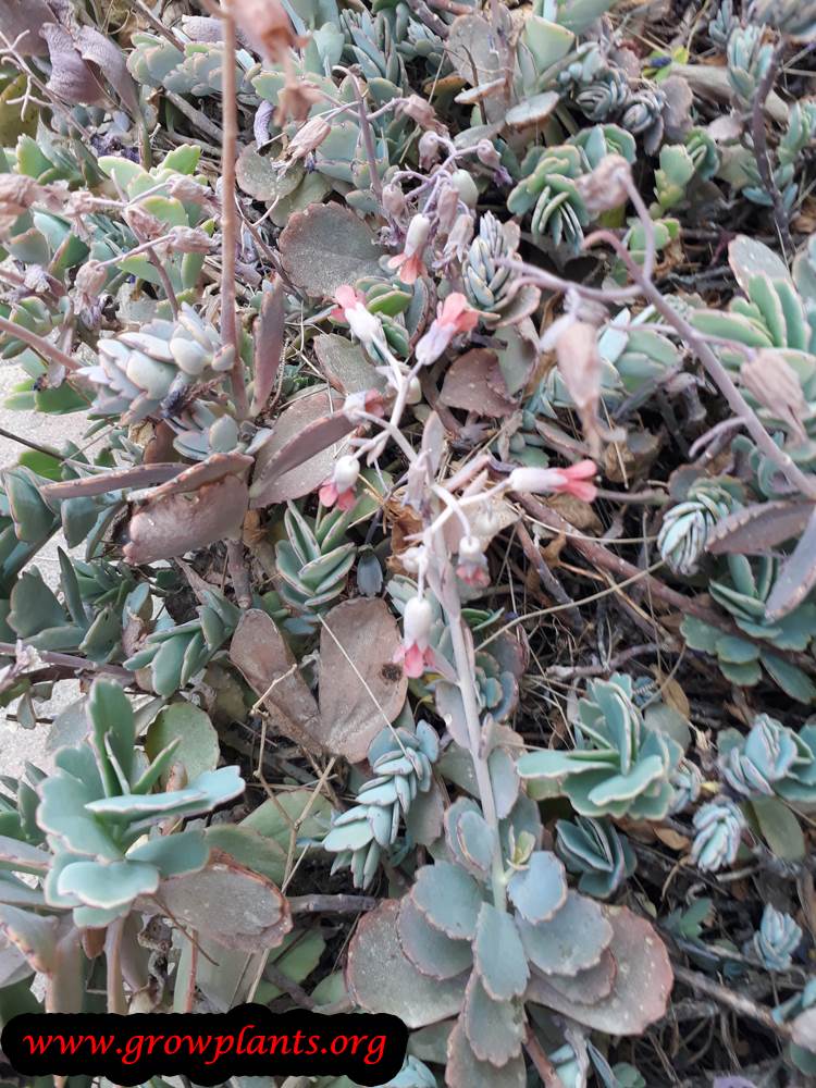 Kalanchoe fedtschenkoi plant