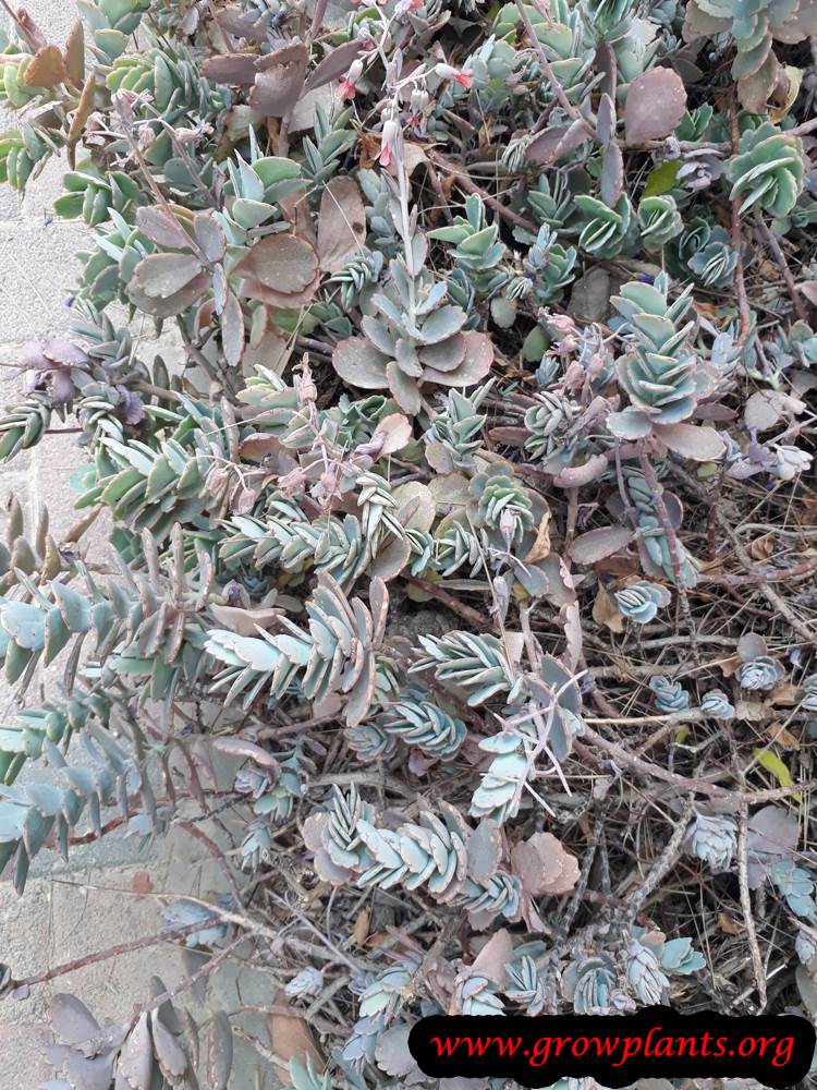 Growing Kalanchoe fedtschenkoi plant