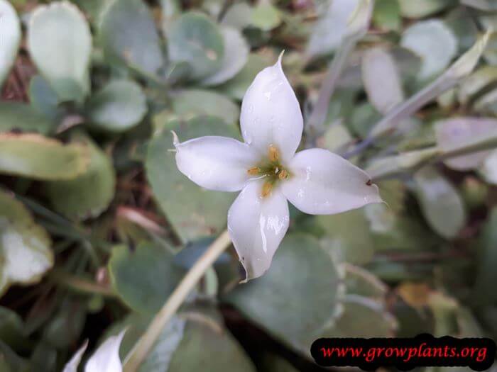 Kalanchoe marmorata flower