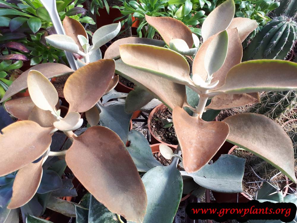 Kalanchoe orgyalis plant care
