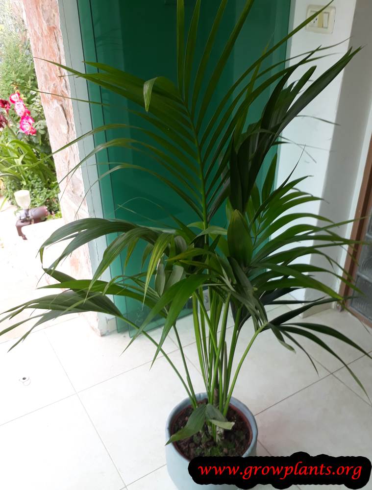 Kentia palm care