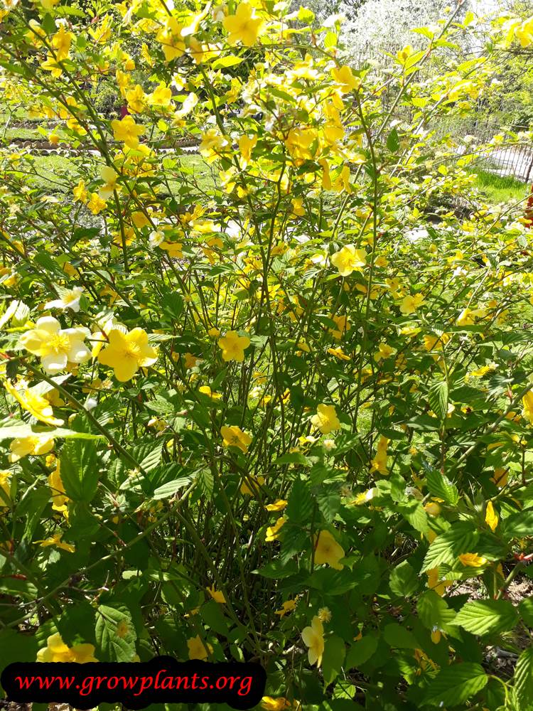 Kerria japonica plant care