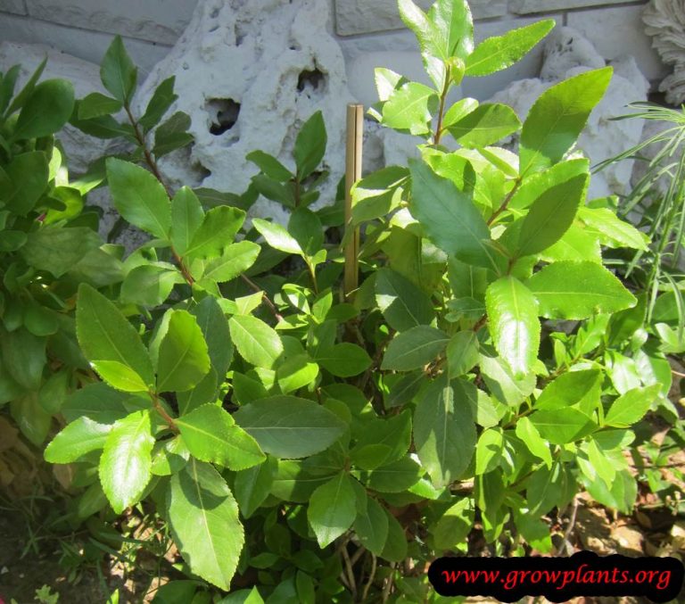 Khat - How to grow & care