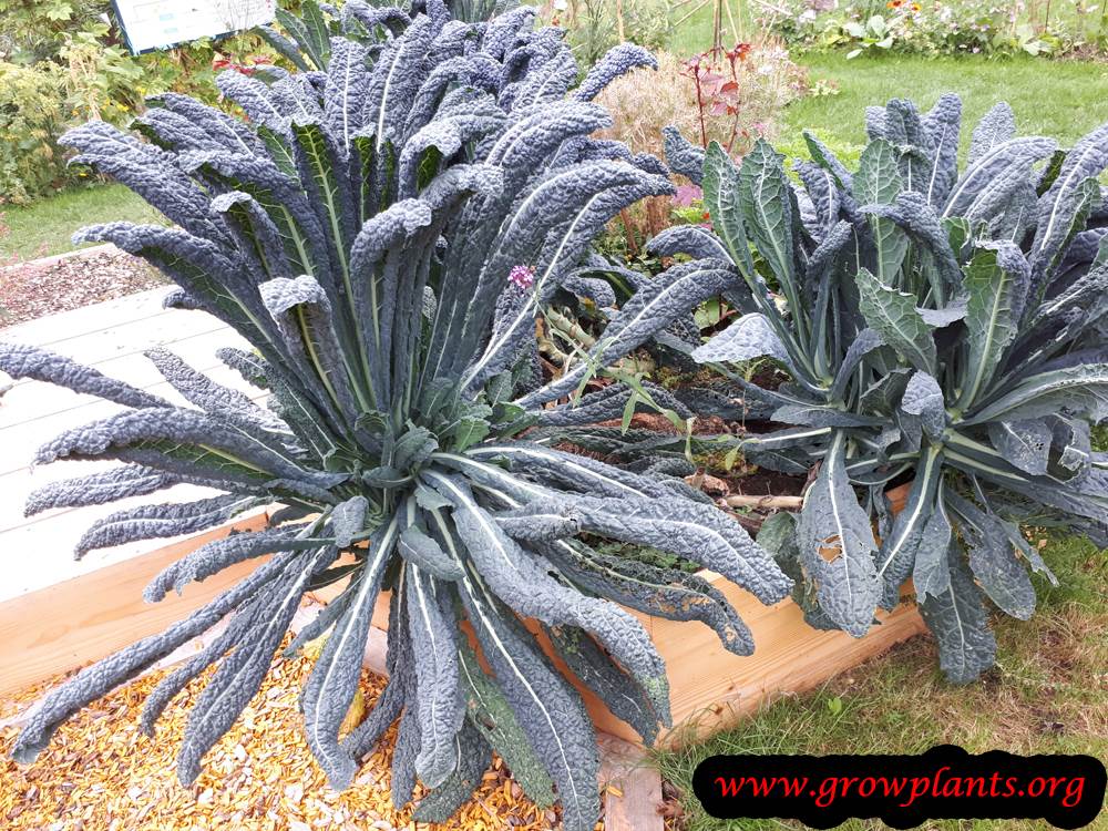 Lacinato Kale plant care