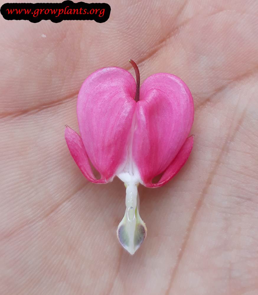 Lamprocapnos spectabilis flower
