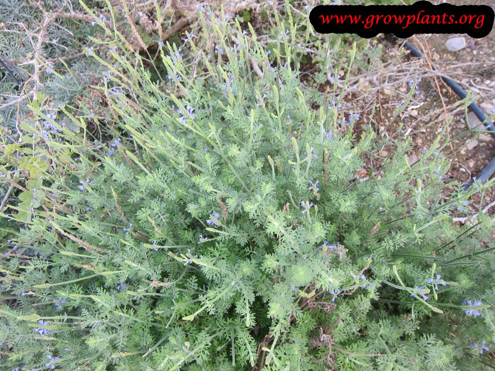 Lavandula pubescens plant care