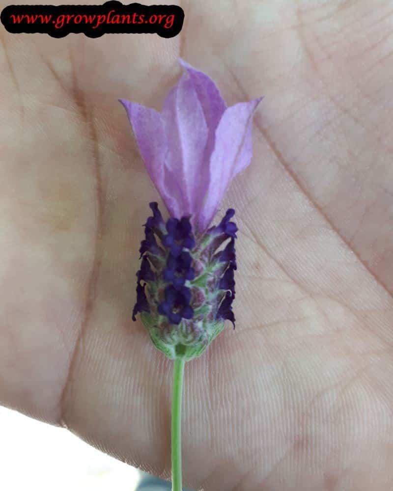 Lavender plant flower